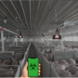 Smartphone displaying biohazard symbol in poultry farm with heat lamps and livestock in industrial facility