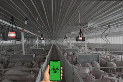Smartphone displaying biohazard symbol in poultry farm with heat lamps and livestock in industrial facility