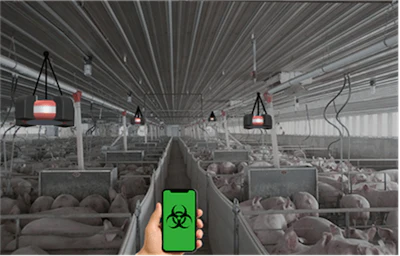 Smartphone displaying biohazard symbol in poultry farm with heat lamps and livestock in industrial facility