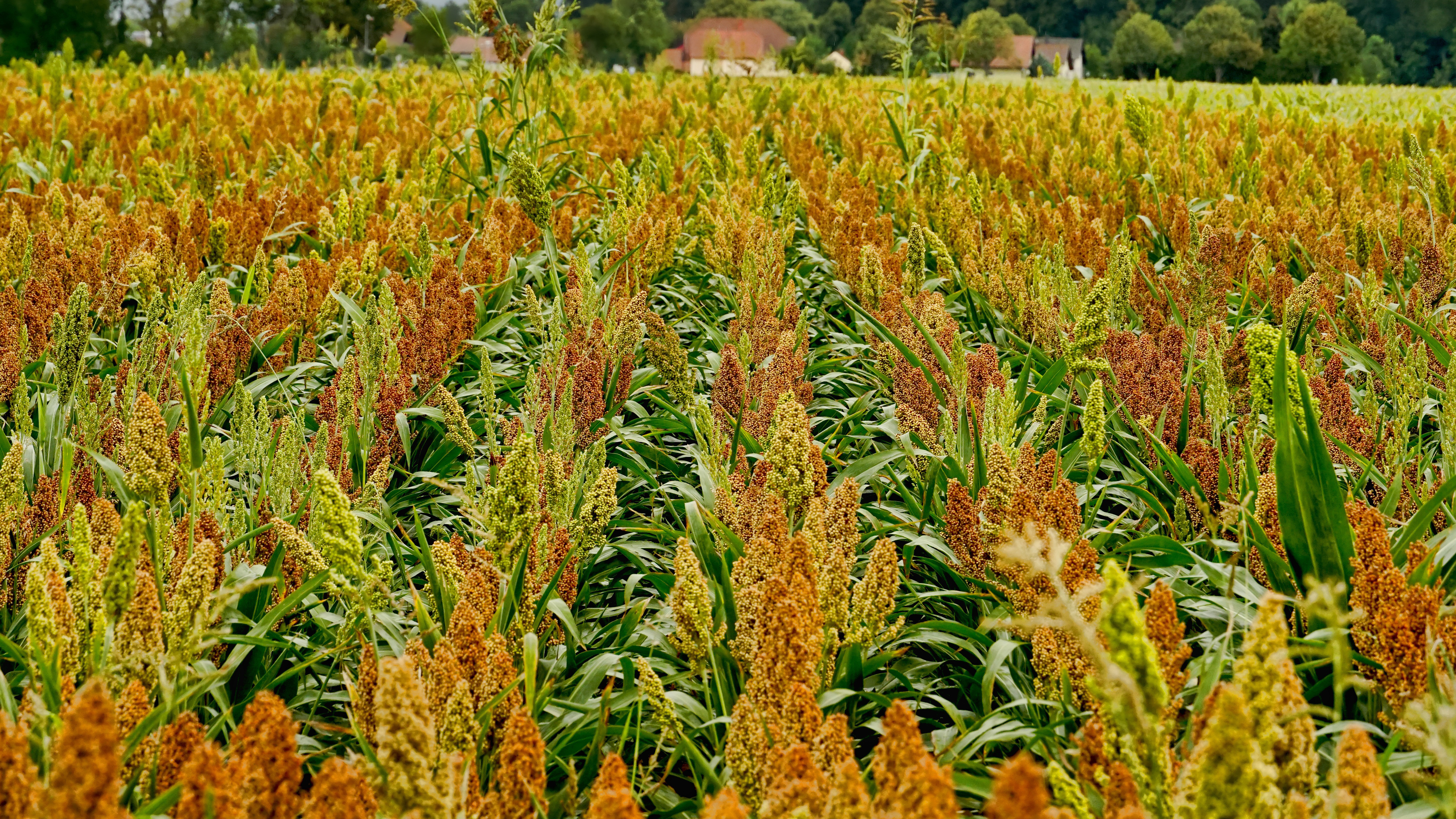 Mature sorghum crop field with golden-brown grain heads and green stalks under summer sunlight