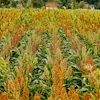 Mature sorghum crop field with golden-brown grain heads and green stalks under summer sunlight