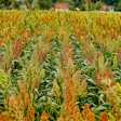 Mature sorghum crop field with golden-brown grain heads and green stalks under summer sunlight