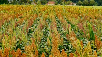 Mature sorghum crop field with golden-brown grain heads and green stalks under summer sunlight
