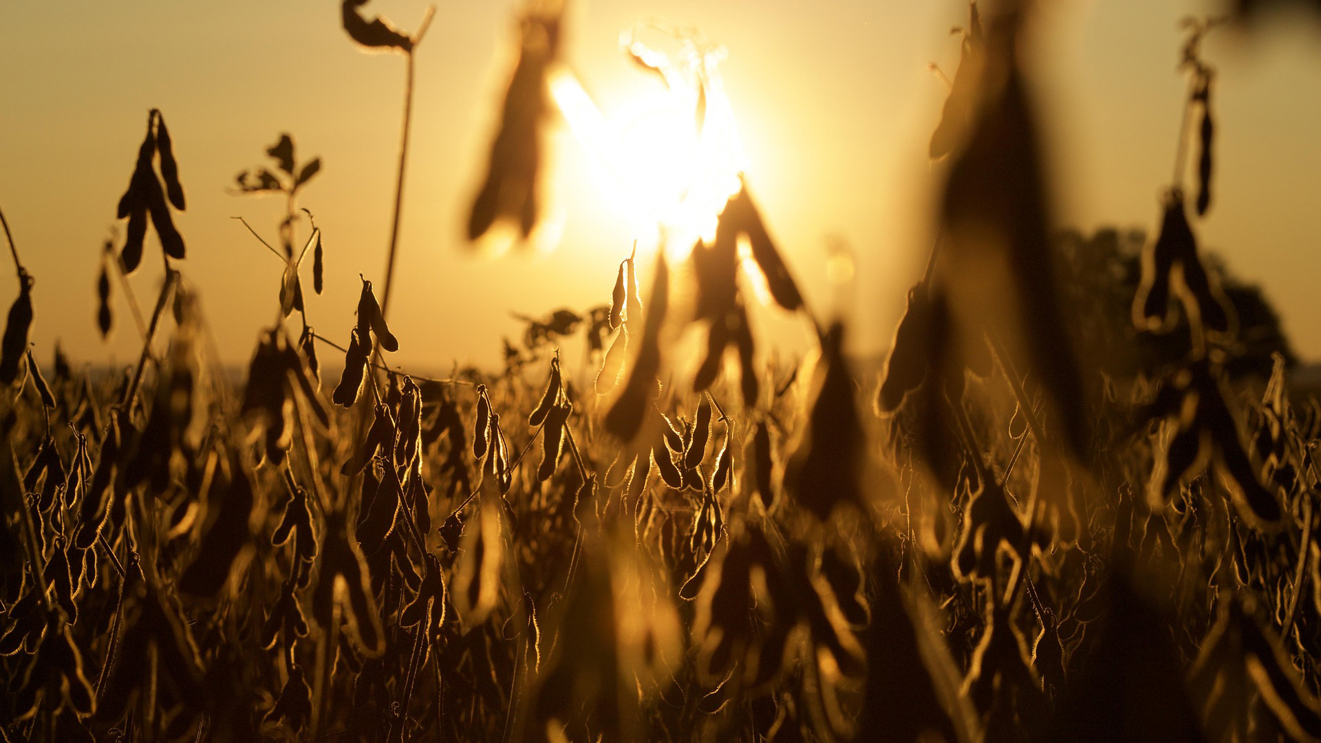 Soybean field silhouetted against golden sunset sky with selective focus on mature pods