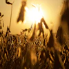 Soybean field silhouetted against golden sunset sky with selective focus on mature pods