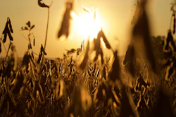 Soybean field silhouetted against golden sunset sky with selective focus on mature pods