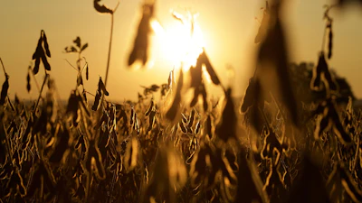Soybean field silhouetted against golden sunset sky with selective focus on mature pods